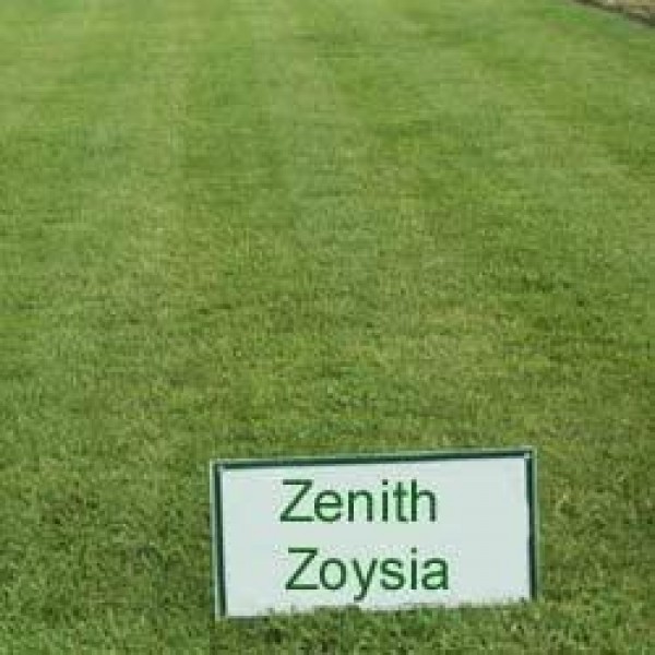 Zenith Zoysia Grass Seed - 5 LBS
