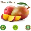 Raw Mango Butter 100% Pure Organic Natural Unrefined For Skin Body Hair Bulk